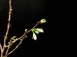 Photo3: Prunus kanzakura "Shinano Kanzakura" (Cherry Tree) / Sakura / Middle size Bonsai (3)