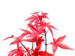 Photo7: Acer palmatum (Japanese Maple) / Deshojo Momiji / Small size Bonsai  (7)