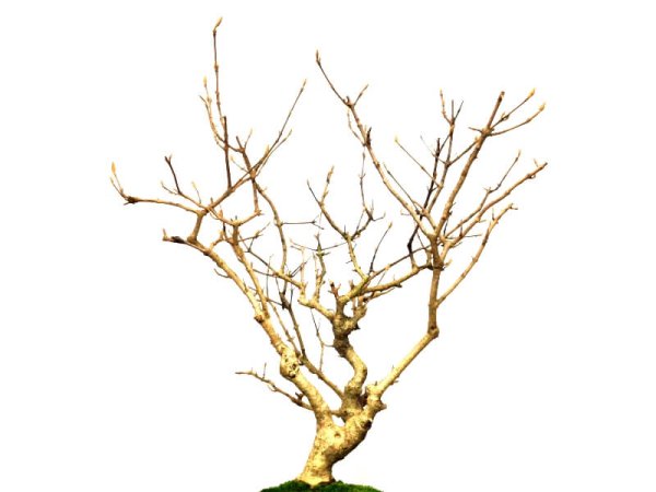 Photo5: Callicarpa japonica (Japanese Beautyberry) / Murasaki Shikibu / Middle size Bonsai  (5)