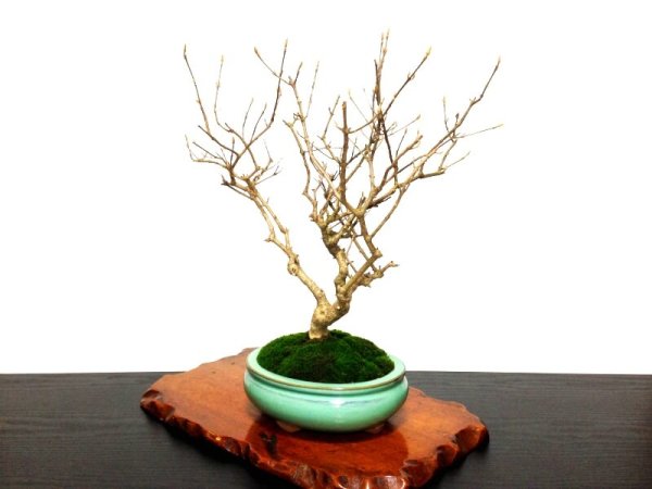 Photo8: Callicarpa japonica (Japanese Beautyberry) / Murasaki Shikibu / Middle size Bonsai  (8)