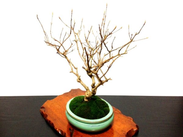 Photo9: Callicarpa japonica (Japanese Beautyberry) / Murasaki Shikibu / Middle size Bonsai  (9)