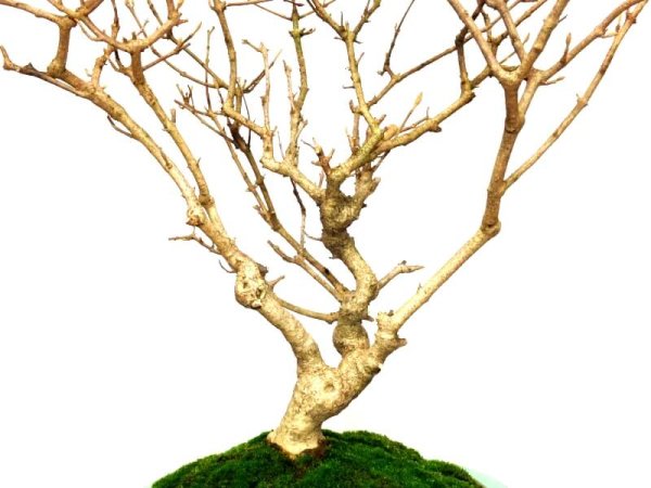 Photo6: Callicarpa japonica (Japanese Beautyberry) / Murasaki Shikibu / Middle size Bonsai  (6)