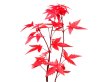 Photo6: Acer palmatum (Japanese Maple) / Deshojo Momiji / Small size Bonsai  (6)