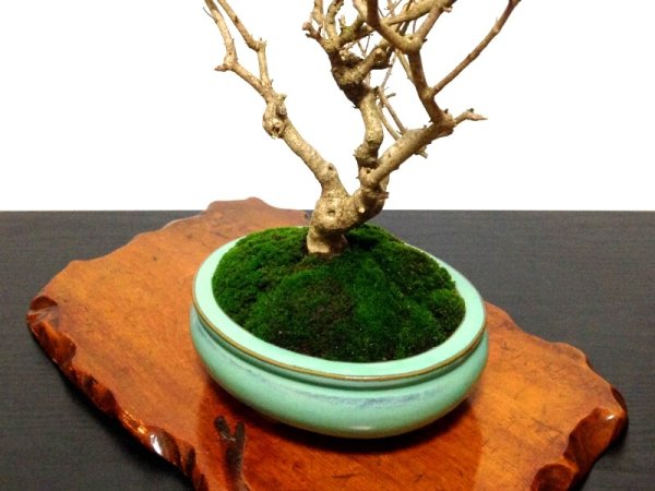 Photo4: Callicarpa japonica (Japanese Beautyberry) / Murasaki Shikibu / Middle size Bonsai  (4)