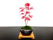Photo1: Acer palmatum (Japanese Maple) / Deshojo Momiji / Small size Bonsai  (1)