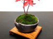 Photo4: Acer palmatum (Japanese Maple) / Deshojo Momiji / Small size Bonsai  (4)