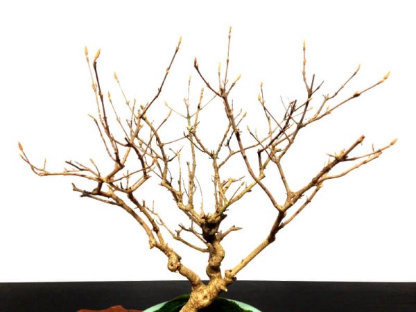 Photo3: Callicarpa japonica (Japanese Beautyberry) / Murasaki Shikibu / Middle size Bonsai  (3)