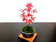 Photo3: Acer palmatum (Japanese Maple) / Deshojo Momiji / Small size Bonsai  (3)