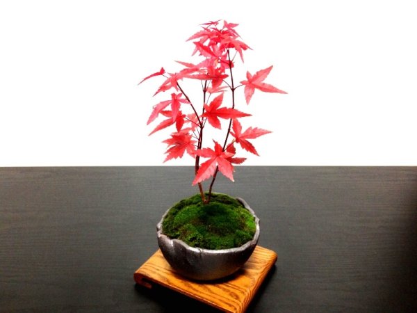 Photo3: Acer palmatum (Japanese Maple) / Deshojo Momiji / Small size Bonsai  (3)