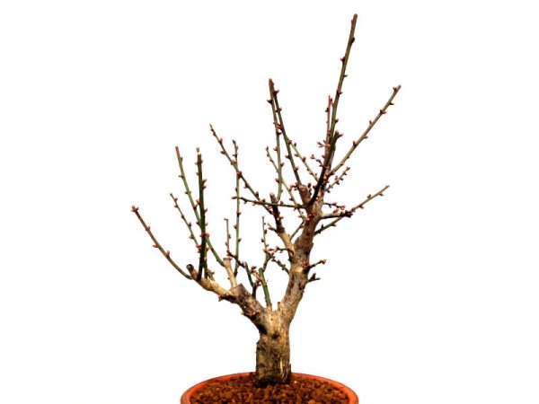 Photo3: Prunus mume (Japanese Flowering Apricot) / Ume "Osakazuki" / Middle size Bonsai (3)