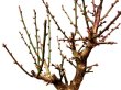 Photo2: Prunus mume (Japanese Flowering Apricot) / Ume "Osakazuki" / Middle size Bonsai (2)