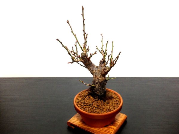 Photo5: Prunus mume (Japanese Flowering Apricot) / Ume "Kagoshima Kobai" / Middle size Bonsai  (5)