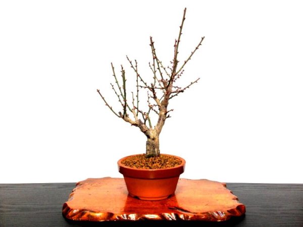 Photo8: Prunus mume (Japanese Flowering Apricot) / Ume "Osakazuki" / Middle size Bonsai (8)