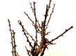 Photo7: Prunus mume (Japanese Flowering Apricot) / Ume "Osakazuki" / Middle size Bonsai (7)