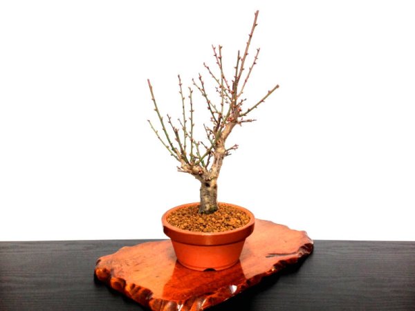 Photo4: Prunus mume (Japanese Flowering Apricot) / Ume "Osakazuki" / Middle size Bonsai (4)