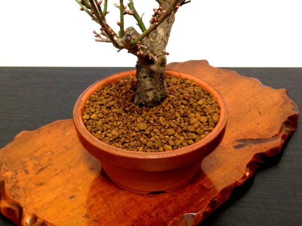 Photo6: Prunus mume (Japanese Flowering Apricot) / Ume "Osakazuki" / Middle size Bonsai (6)