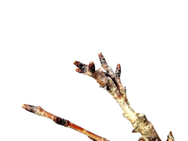 Photo3: Prunus lannesiana sekiyama "Kanzan" (Cherry Tree) / Sakura / Small size Bonsai (3)
