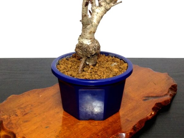 Photo6: Prunus lannesiana sekiyama "Kanzan" (Cherry Tree) / Sakura / Small size Bonsai (6)