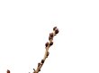 Photo3: Wisteria floribunda (Japanese wisteria) / Fuji / Middle size Bonsai  (3)