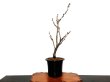 Photo9: Wisteria floribunda (Japanese wisteria) / Fuji / Middle size Bonsai  (9)