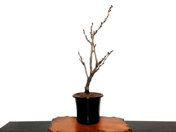 Photo9: Wisteria floribunda (Japanese wisteria) / Fuji / Middle size Bonsai  (9)