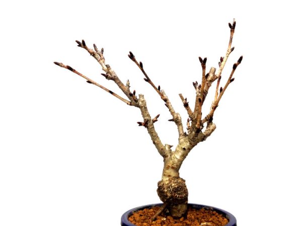 Photo4: Prunus lannesiana sekiyama "Kanzan" (Cherry Tree) / Sakura / Small size Bonsai (4)