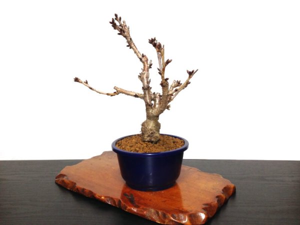 Photo6: Prunus lannesiana "Asahiyama" (Cherry Tree) / Sakura / Middle size Bonsai (6)