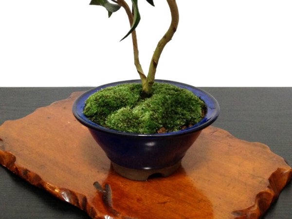 Photo7: Camellia japonica "Shiro Kujaku" (Japanese camellia) / Tsubaki / Middle size Bonsai (7)