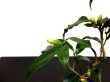 Photo9: Camellia japonica "Shiro Kujaku" (Japanese camellia) / Tsubaki / Middle size Bonsai (9)