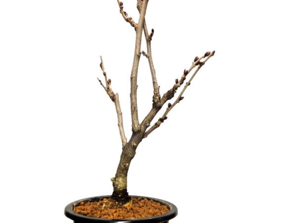 Photo5: Wisteria floribunda (Japanese wisteria) / Fuji / Middle size Bonsai  (5)