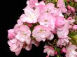 Photo2: Prunus lannesiana "Asahiyama" (Cherry Tree) / Sakura / Middle size Bonsai (2)