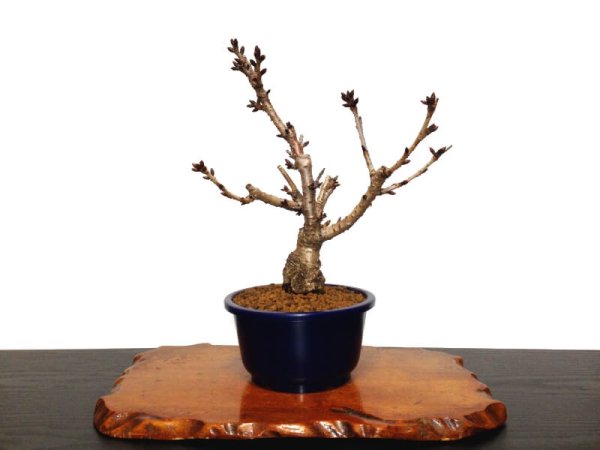 Photo8: Prunus lannesiana "Asahiyama" (Cherry Tree) / Sakura / Middle size Bonsai (8)