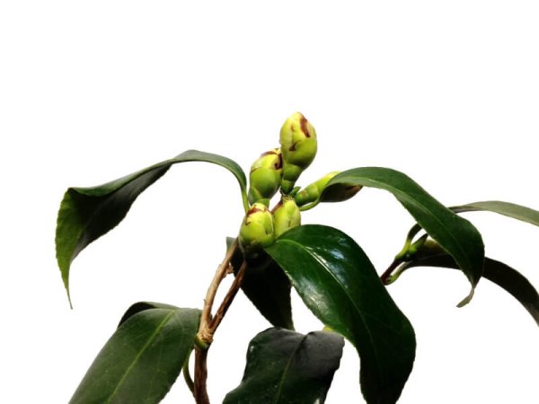 Photo8: Camellia japonica "Shiro Kujaku" (Japanese camellia) / Tsubaki / Middle size Bonsai (8)