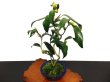 Photo6: Camellia japonica "Shiro Kujaku" (Japanese camellia) / Tsubaki / Middle size Bonsai (6)