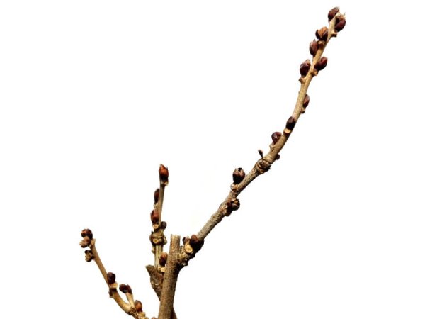 Photo2: Wisteria floribunda (Japanese wisteria) / Fuji / Middle size Bonsai  (2)