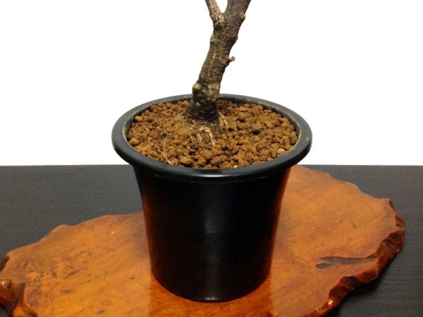 Photo8: Wisteria floribunda (Japanese wisteria) / Fuji / Middle size Bonsai  (8)