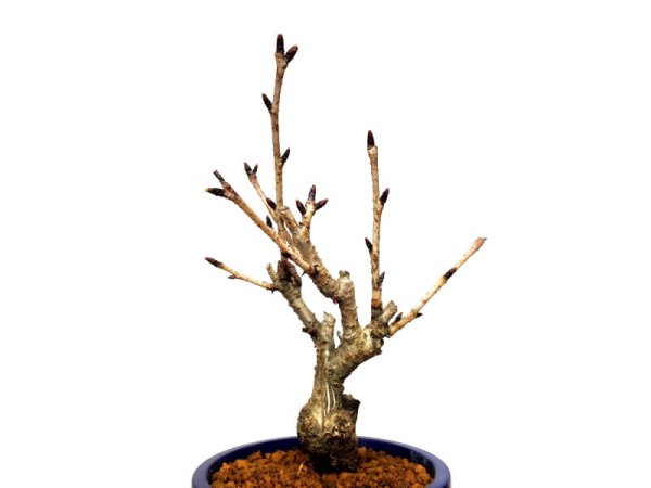 Photo5: Prunus lannesiana "Asahiyama" (Cherry Tree) / Sakura / Small size Bonsai (5)