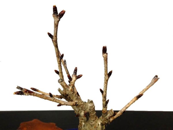 Photo8: Prunus lannesiana "Asahiyama" (Cherry Tree) / Sakura / Small size Bonsai (8)