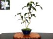 Photo1: Camellia japonica "Shiro Kujaku" (Japanese camellia) / Tsubaki / Middle size Bonsai (1)