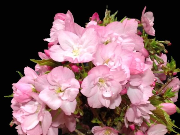 Photo3: Prunus lannesiana "Asahiyama" (Cherry Tree) / Sakura / Middle size Bonsai (3)