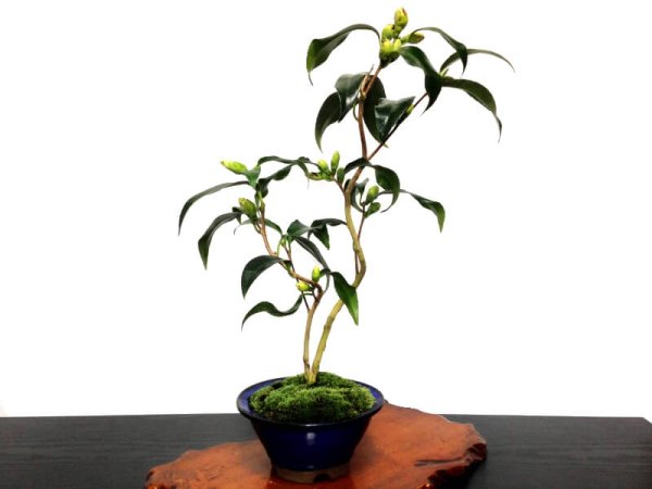 Photo2: Camellia japonica "Shiro Kujaku" (Japanese camellia) / Tsubaki / Middle size Bonsai (2)