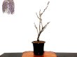 Photo1: Wisteria floribunda (Japanese wisteria) / Fuji / Middle size Bonsai  (1)
