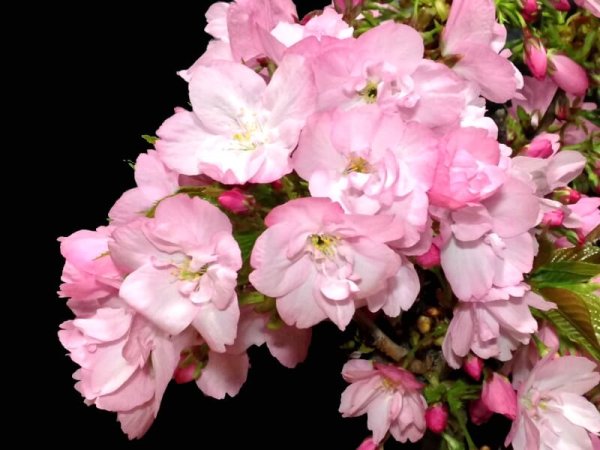 Photo2: Prunus lannesiana "Asahiyama" (Cherry Tree) / Sakura / Small size Bonsai (2)