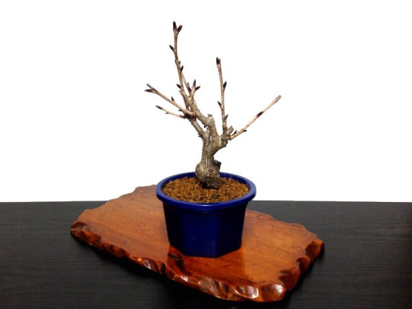 Photo6: Prunus lannesiana "Asahiyama" (Cherry Tree) / Sakura / Small size Bonsai (6)