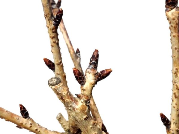 Photo4: Prunus lannesiana "Asahiyama" (Cherry Tree) / Sakura / Small size Bonsai (4)