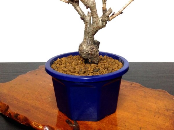 Photo7: Prunus lannesiana "Asahiyama" (Cherry Tree) / Sakura / Small size Bonsai (7)
