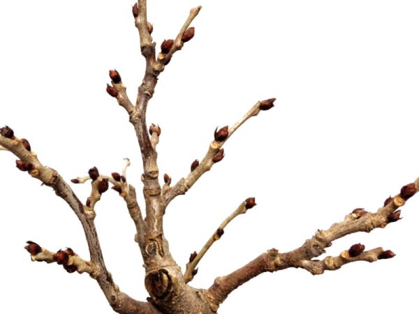 Photo7: Wisteria floribunda (Japanese wisteria) / Fuji / Middle size Bonsai  (7)
