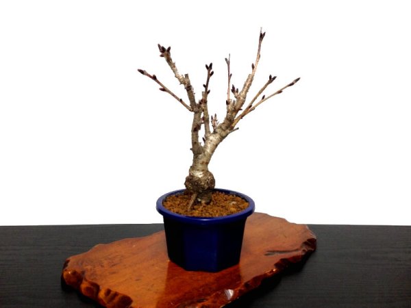 Photo5: Prunus lannesiana sekiyama "Kanzan" (Cherry Tree) / Sakura / Small size Bonsai (5)