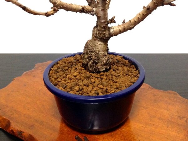 Photo7: Prunus lannesiana "Asahiyama" (Cherry Tree) / Sakura / Middle size Bonsai (7)
