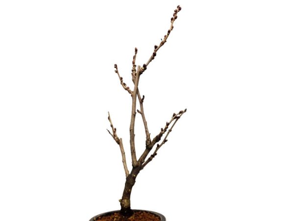Photo4: Wisteria floribunda (Japanese wisteria) / Fuji / Middle size Bonsai  (4)